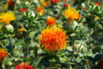 Safflower Oil - Image 3